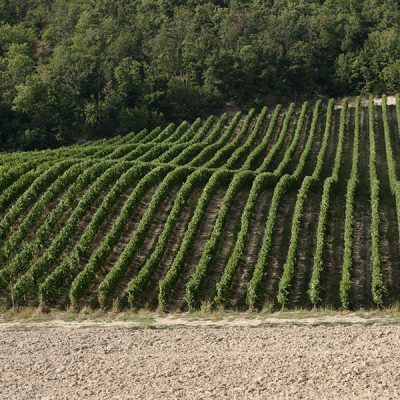 Vini Oltrepò Pavese, secondo il Gambero Rosso si confermano tra i migliori