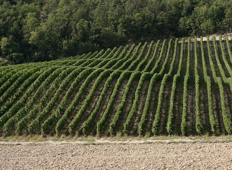 Vini Oltrepò Pavese