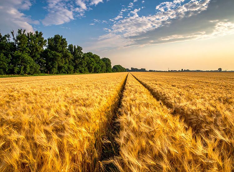 Cereali in crisi: tra costi record e prezzi in caduta, agricoltori al limite della sostenibilità
